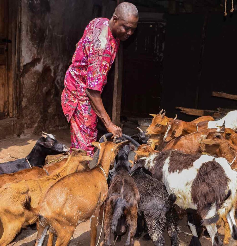 man in traditional Yorubá clothing feeding goats